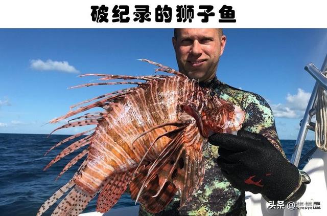 创造与魔法新型诱饵鳐鱼爆率最高(创造与魔法新型诱饵能钓到什么鱼)