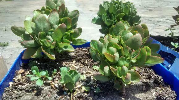 长寿花怎么养才开花（长寿花保姆级养护攻略）
