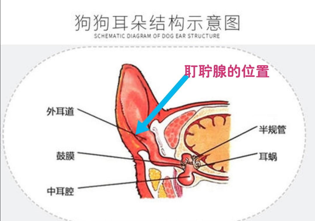 狗狗耳血肿怎么治疗 可保守治疗还是必须手术？（狗狗耳血肿治疗方法及注意事项）