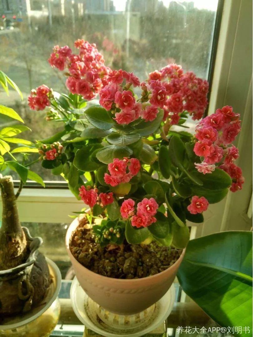 长寿花怎么养才开花（长寿花保姆级养护攻略）