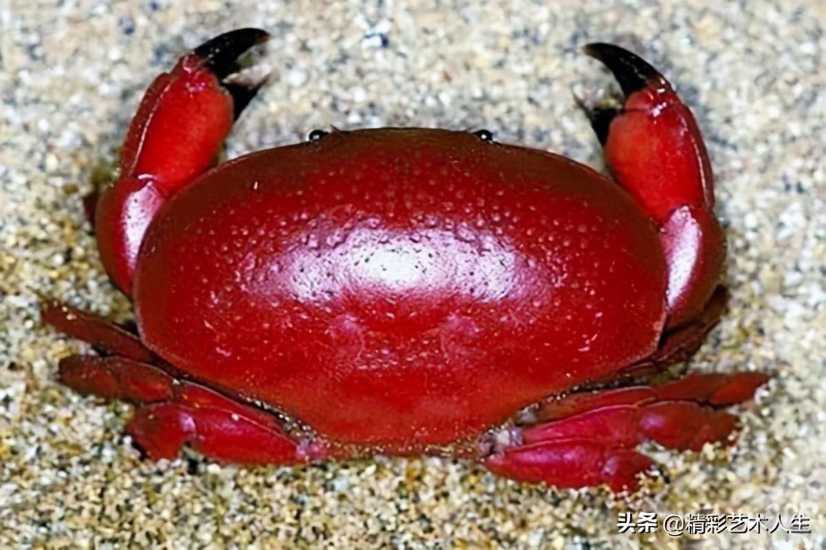 世界上最危险的螃蟹是啥（全球最毒的螃蟹排名）