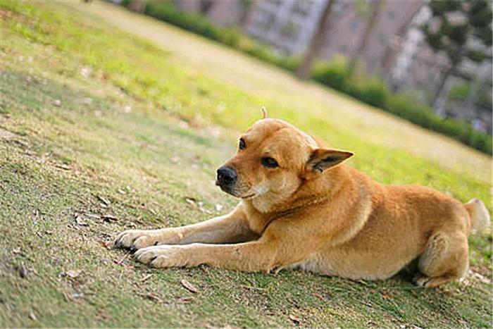 狗狗喂太饱会怎么样？狗狗喂太饱的危害（如何正确喂养你的爱犬）