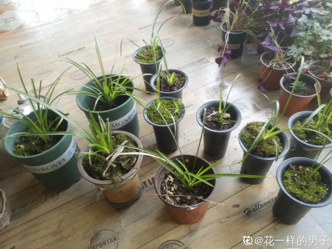 兰草怎么养才能旺盛（详解兰花爆盆养护要点）