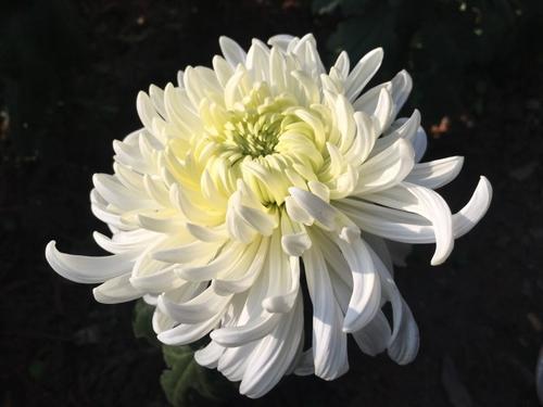 的思念,怀念,多数是在缅怀逝去的亲人的时候,会送上一捧白色的菊花