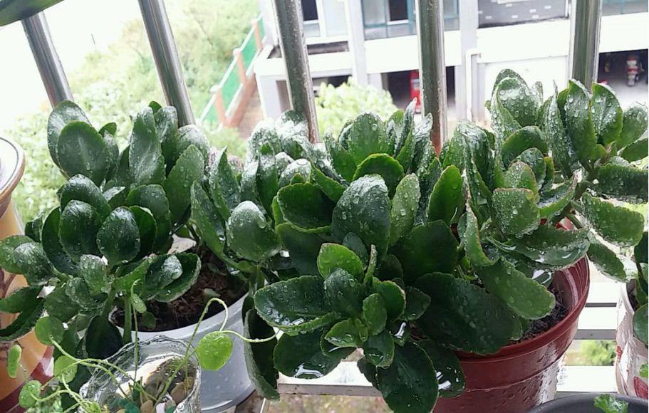 长寿花怎么养才开花（长寿花保姆级养护攻略）