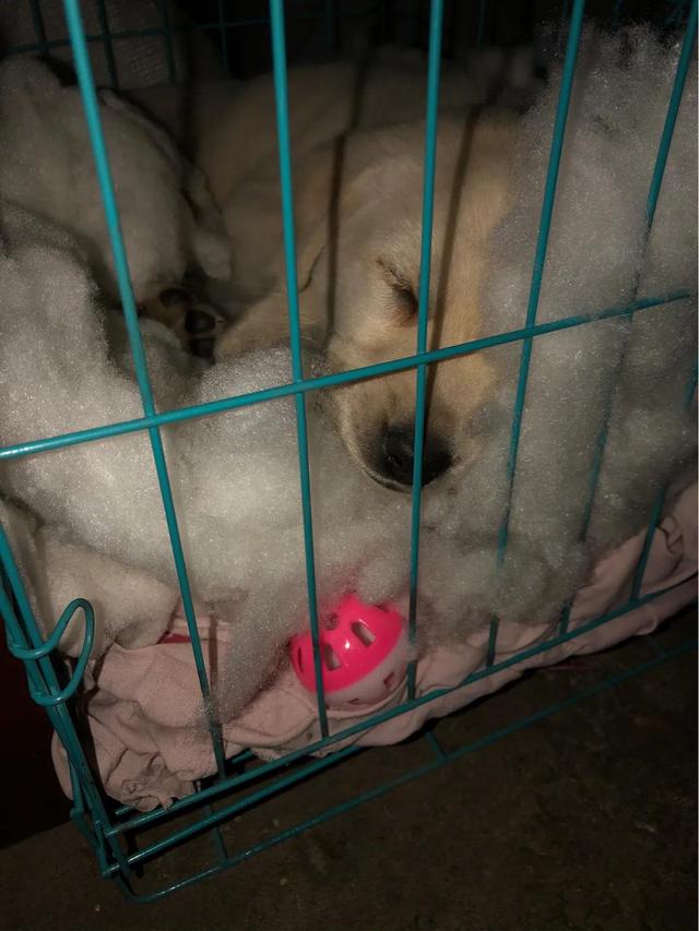 细小犬瘟可以自己治疗吗，1500元不保证治好。DIY在家治细小