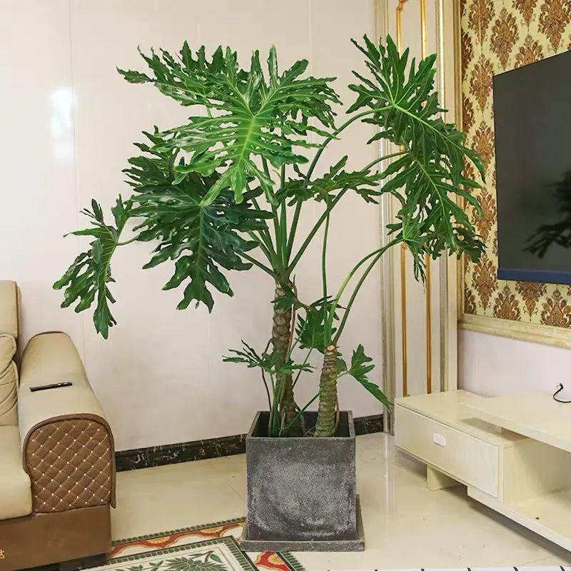 客厅最旺宅的大型植物推荐（九种“旺财”大型的盆栽绿植）