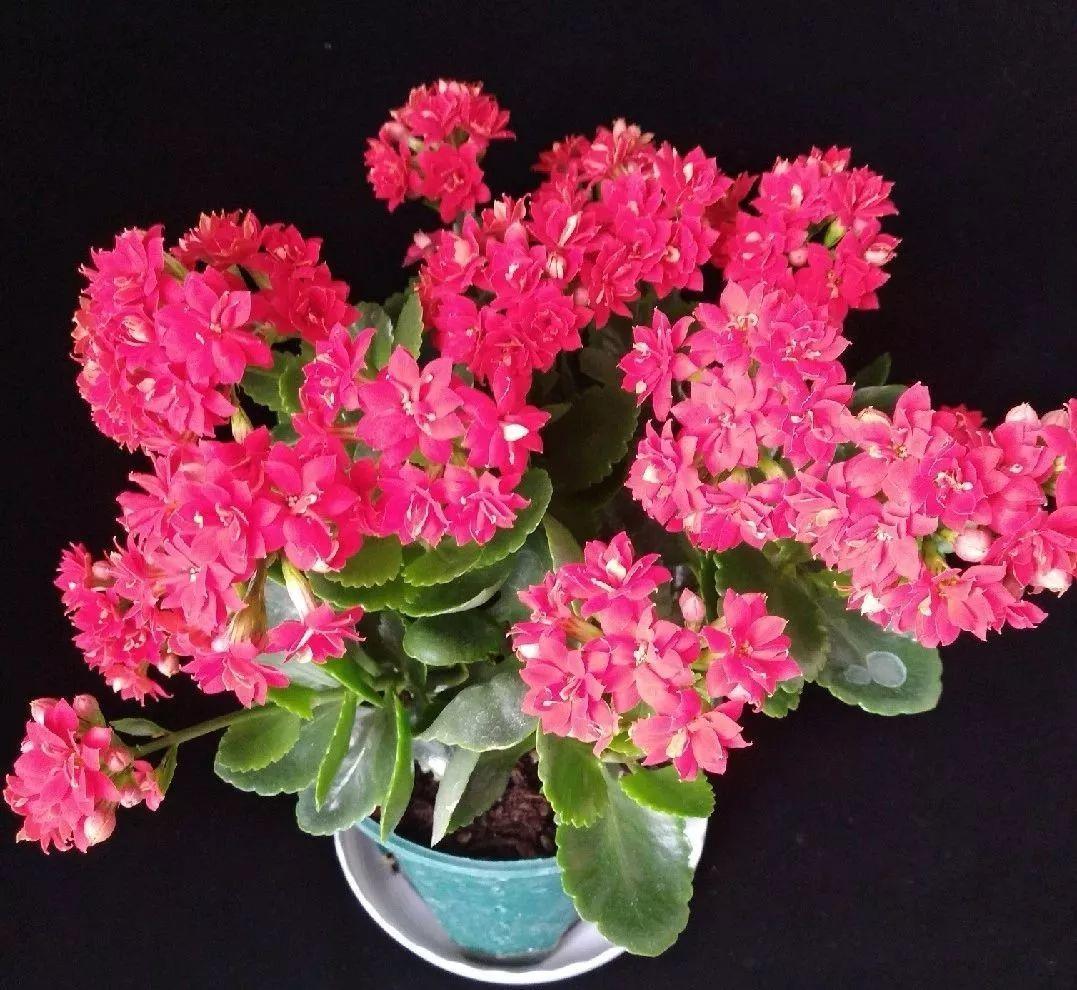 长寿花怎么养才开花（长寿花保姆级养护攻略）