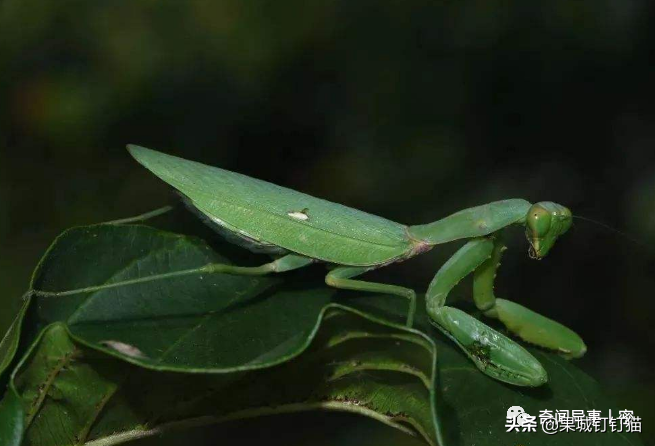 哪种螳螂最凶猛（附：实力强悍的十大螳螂排名）