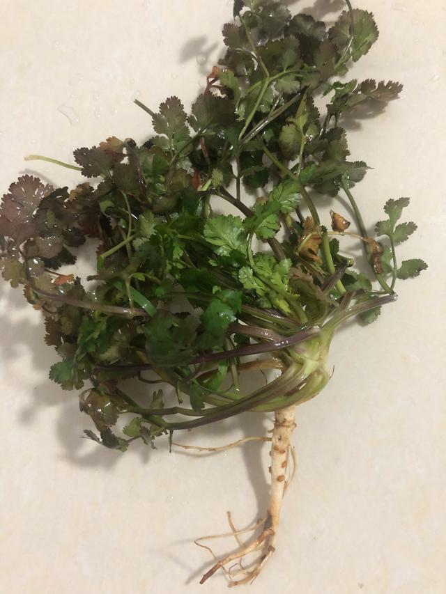 中药材芫荽(香菜)