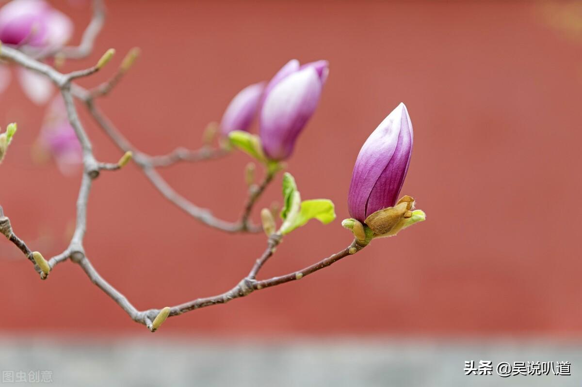 玉兰是先开花还是先长叶（揭秘玉兰先开花后开叶的原因）