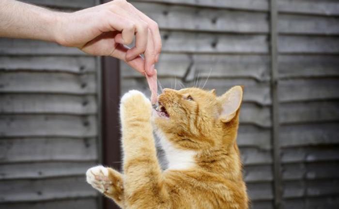 猫喂生肉每次多少（猫咪饮食指南）