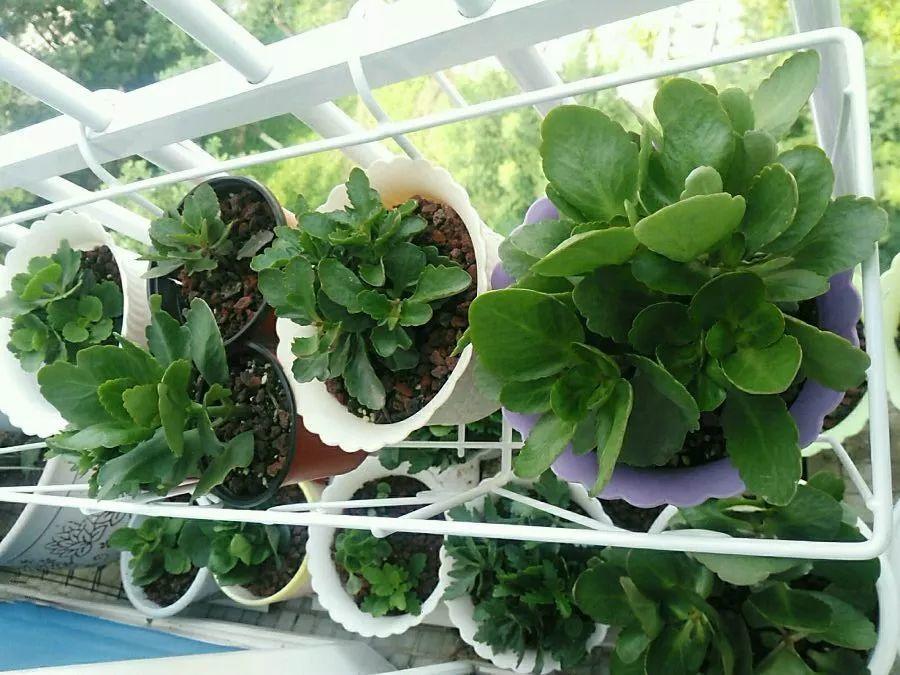 长寿花怎么养才开花（长寿花保姆级养护攻略）