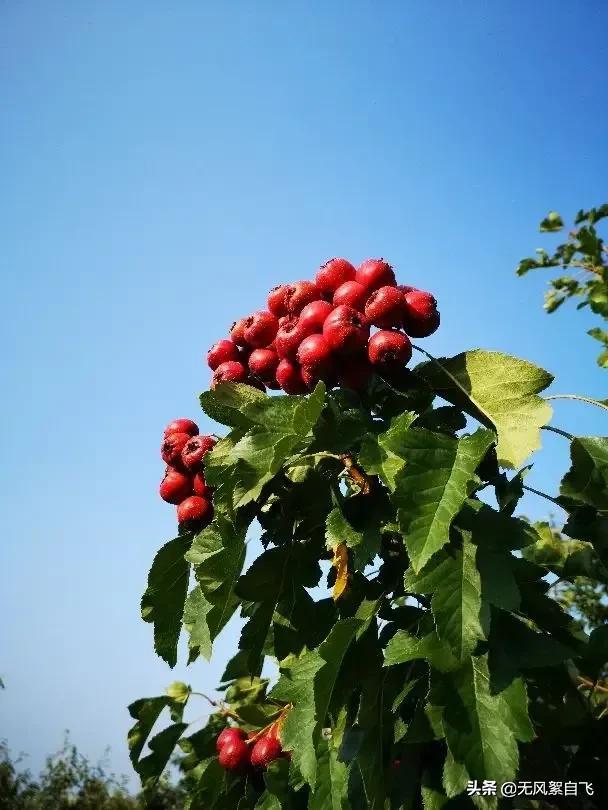 红山果是什么水果（红山果是山楂的叫法）