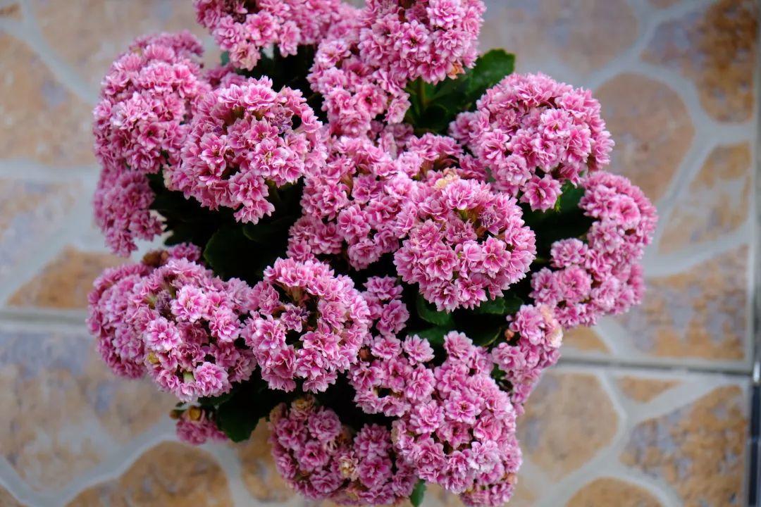 长寿花怎么养才开花（长寿花保姆级养护攻略）