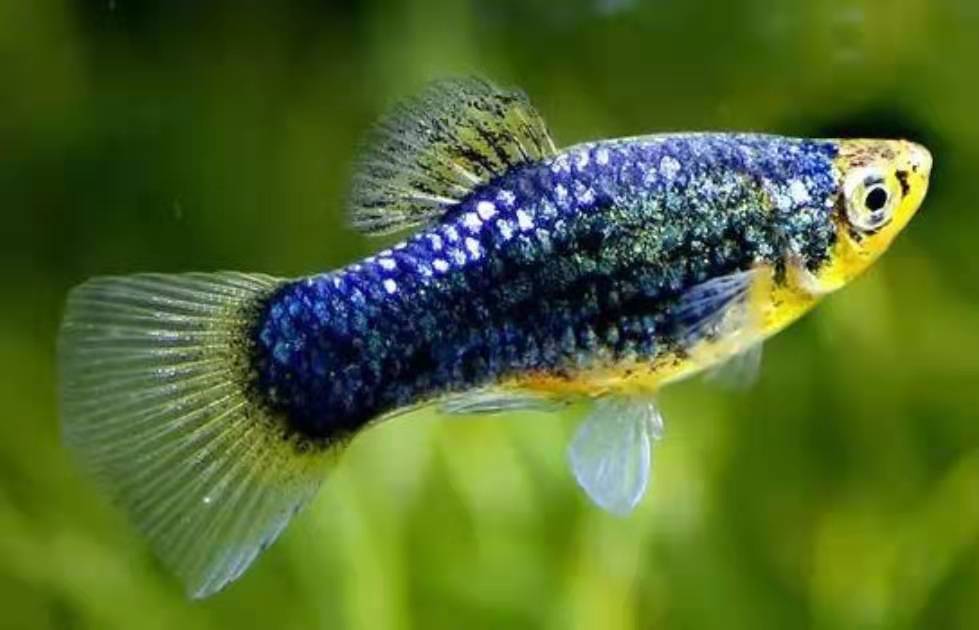 月光鱼可能是除了孔雀鱼之外,鱼店里最为便宜的卵胎生小型热带鱼了