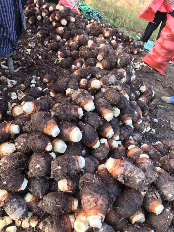 芋頭食用價值及2種家常做法-起舞食譜網