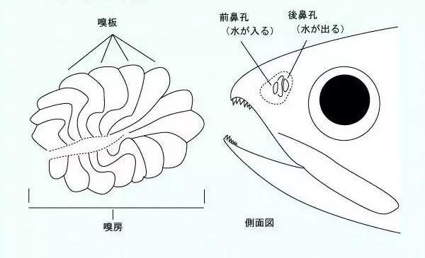 專注水產適用技術,奉獻實用養魚信息!1.