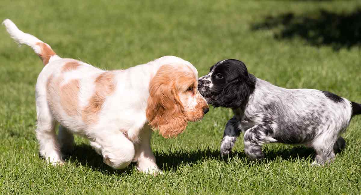 小型犬有哪些（盘点智商超高的9种小型犬）