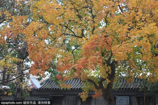 北京免费开放的景点，北京十大景点免费开放的地方（就藏着“小苏杭”“小奈良”）