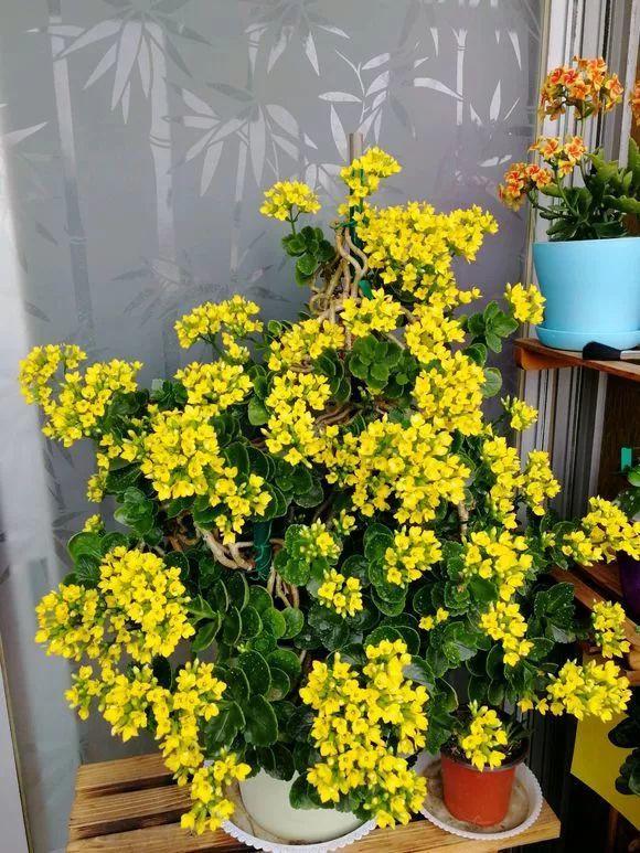 长寿花怎么养才开花（长寿花保姆级养护攻略）
