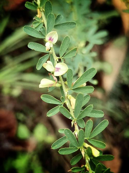 夜关门功效与作用(夜关门煮水喝的功效与作用)