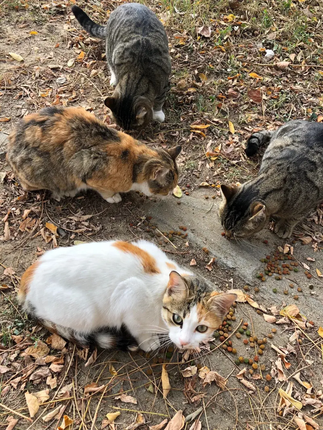 在小区里喂流浪猫不受待见 几年未住的空置房