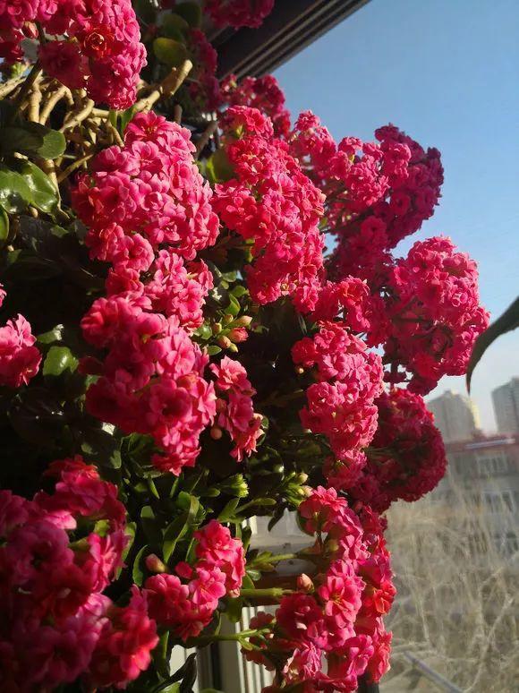 长寿花怎么养才开花（长寿花保姆级养护攻略）