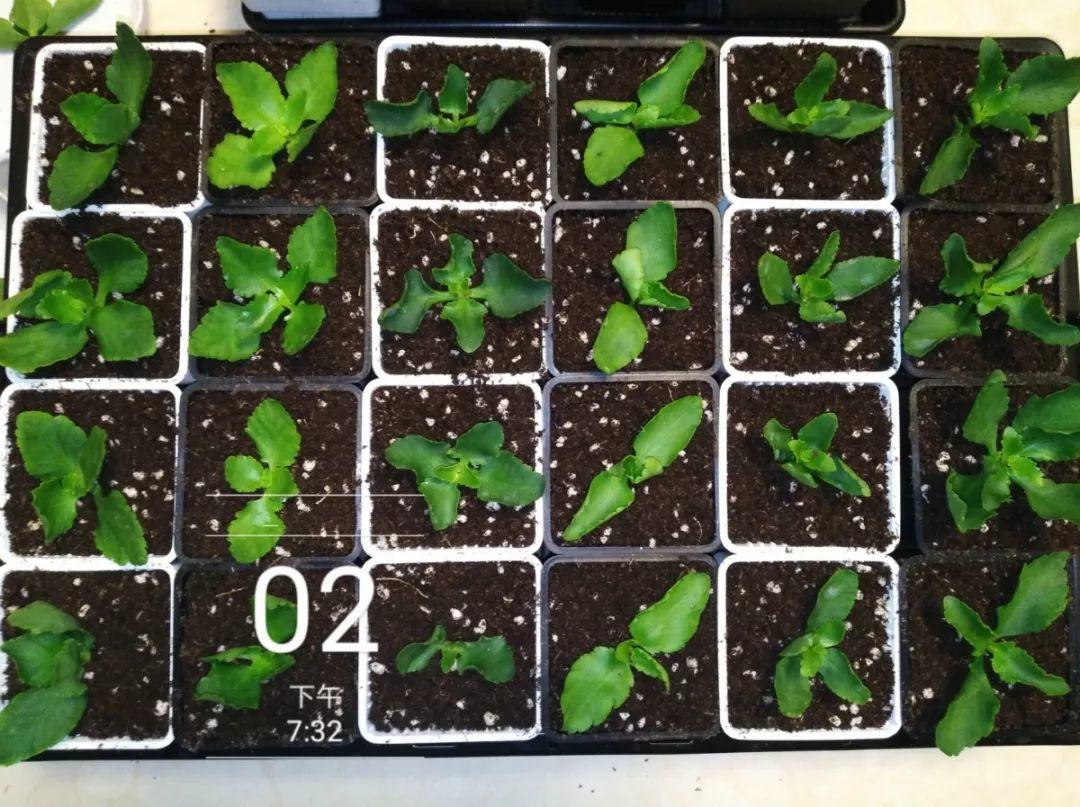 长寿花怎么养才开花（长寿花保姆级养护攻略）