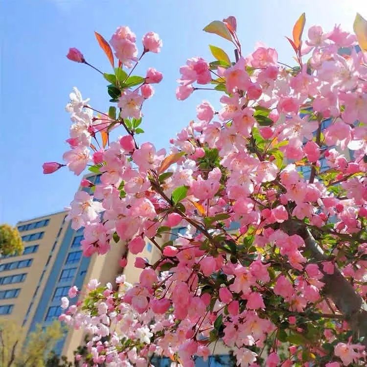 春天的花有哪些（盘点12种春天常见的花）