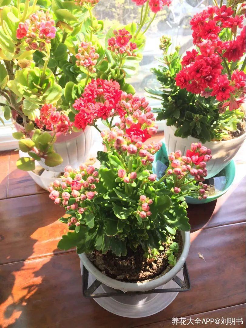 长寿花怎么养才开花（长寿花保姆级养护攻略）