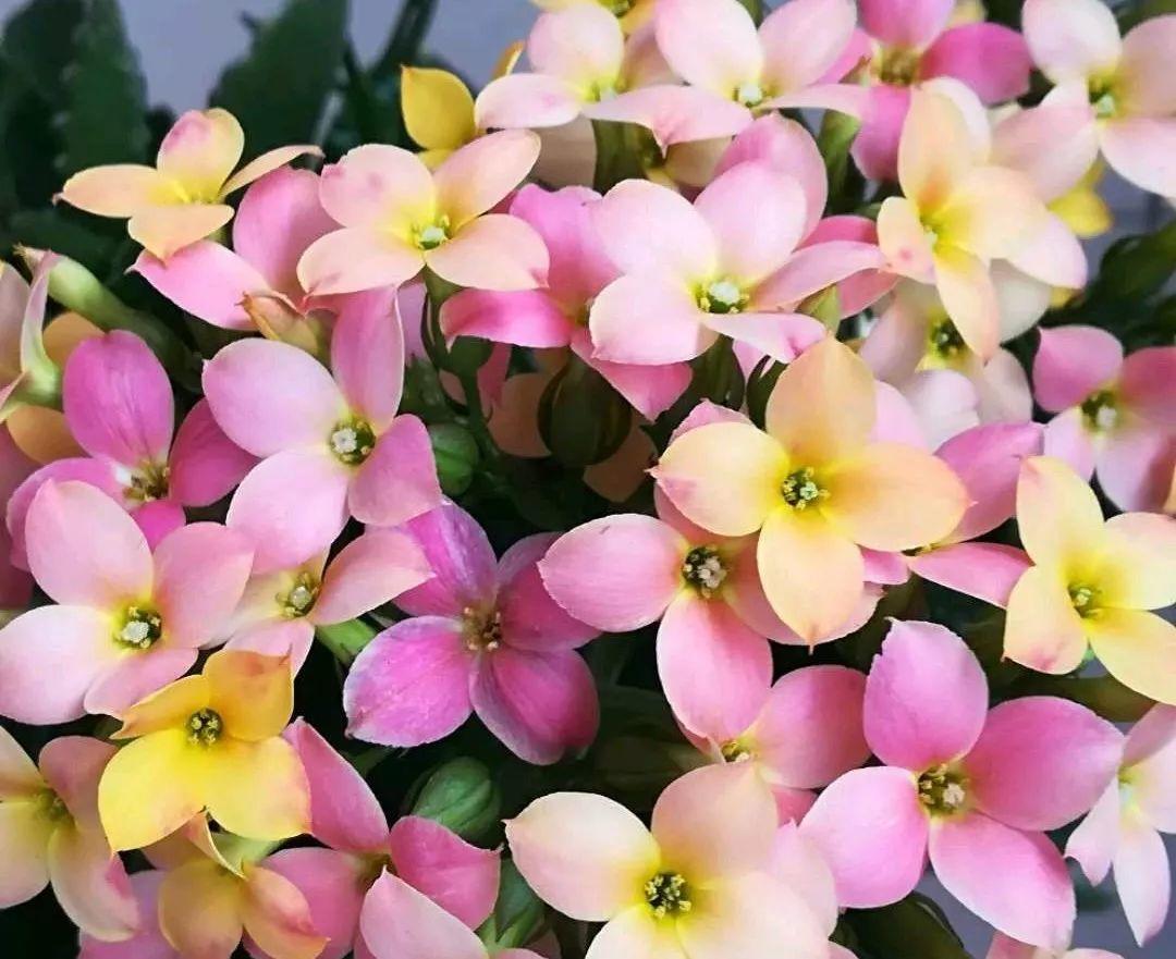 长寿花怎么养才开花（长寿花保姆级养护攻略）