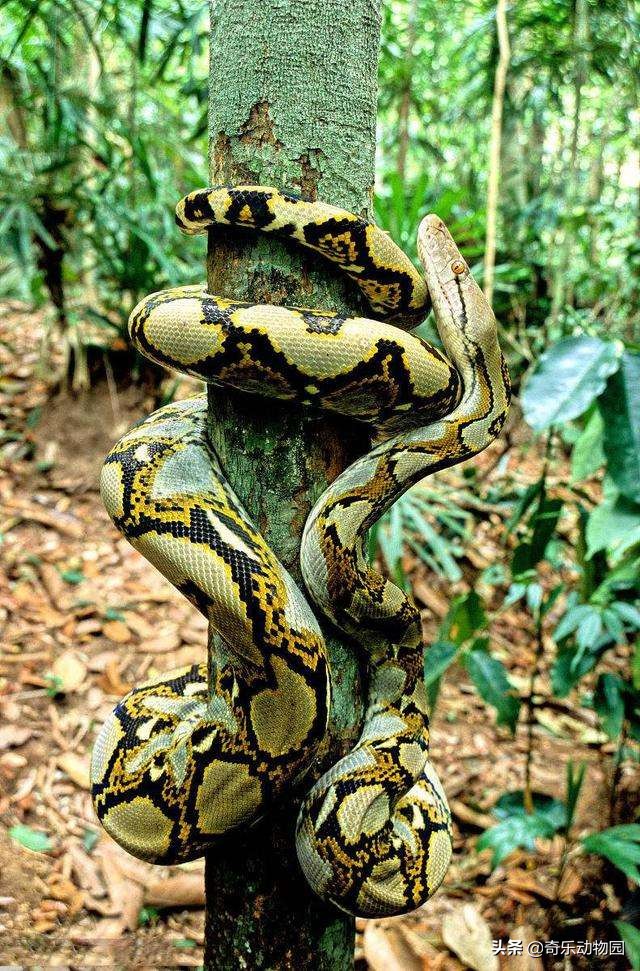 森蚺和网纹蟒谁厉害?为什么? - 头条问答