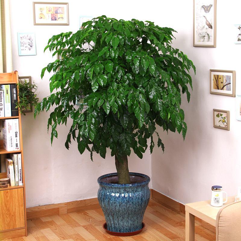 客厅最旺宅的大型植物推荐（九种“旺财”大型的盆栽绿植）