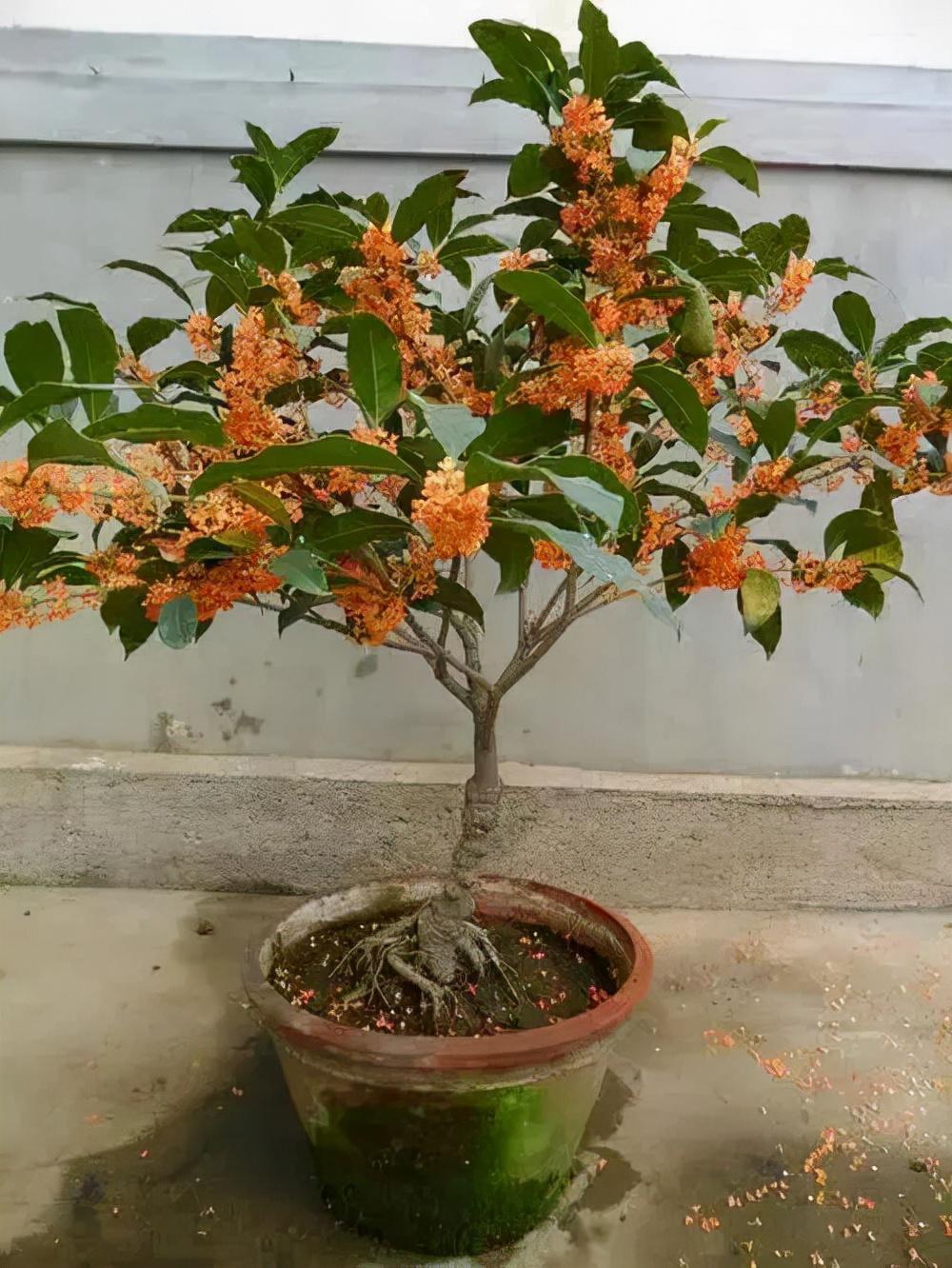 客厅最旺宅的大型植物推荐（九种“旺财”大型的盆栽绿植）
