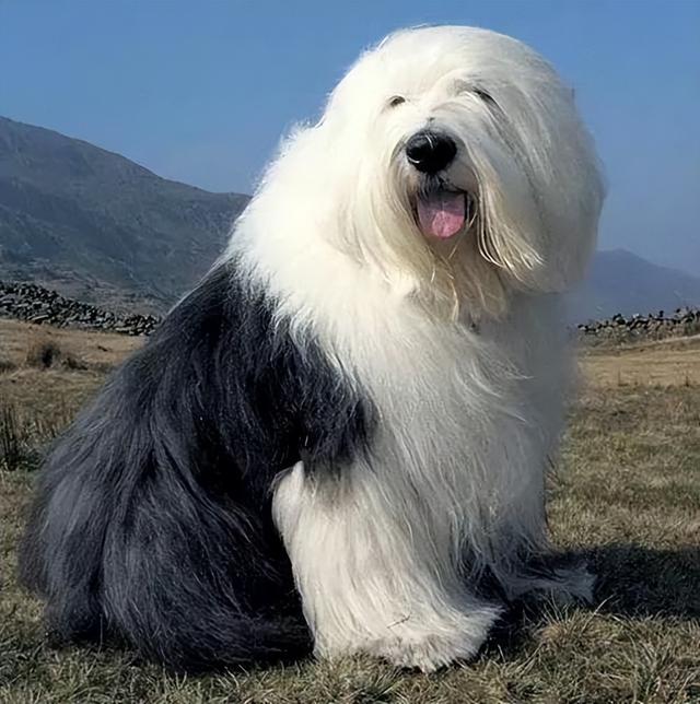 英国古代牧羊犬优缺点，我再也不会养“英国古代牧羊犬”了