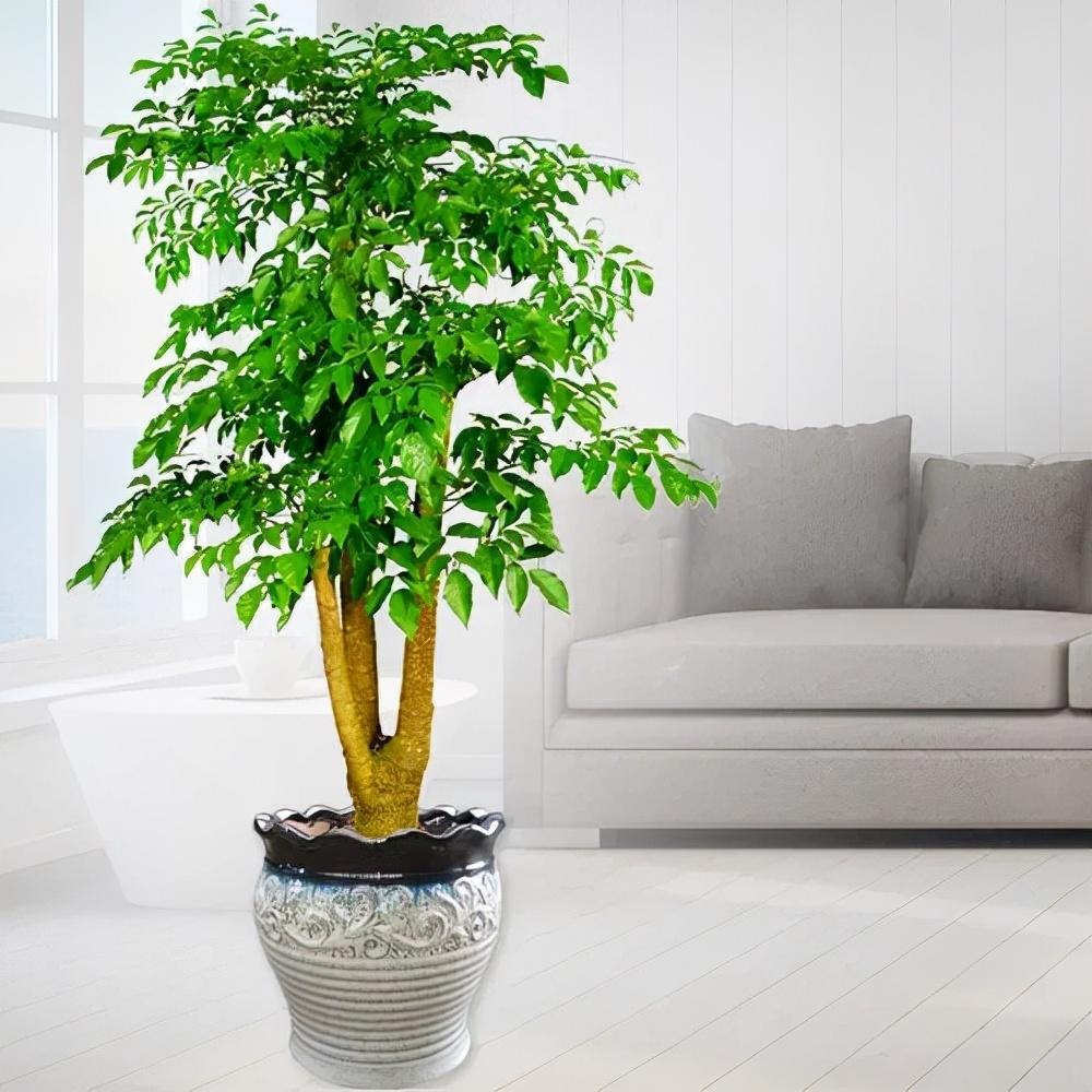 客厅最旺宅的大型植物推荐（九种“旺财”大型的盆栽绿植）