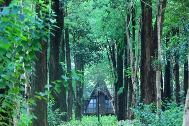 上海青浦大千天鹅湖庄园，露营、天鹅喂养、皮划艇、飞盘嘉年华…