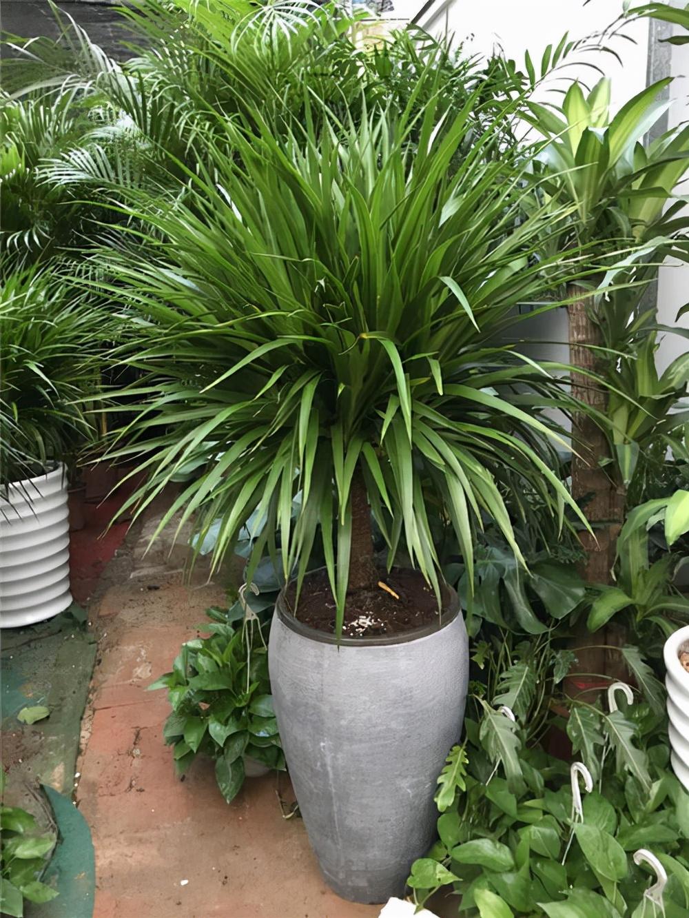 客厅最旺宅的大型植物推荐（九种“旺财”大型的盆栽绿植）