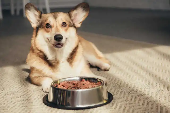 狗狗能否吃螃蟹骨头？（宠物饲主必看的螃蟹喂食指南）