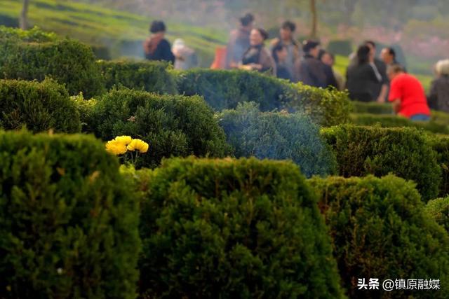 寒食节是什么意思，寒食节是什么意思是哪一天