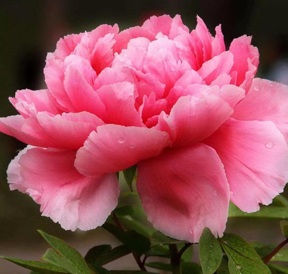 看着它的花朵就感觉能给人带来好运,带来富贵,吉祥