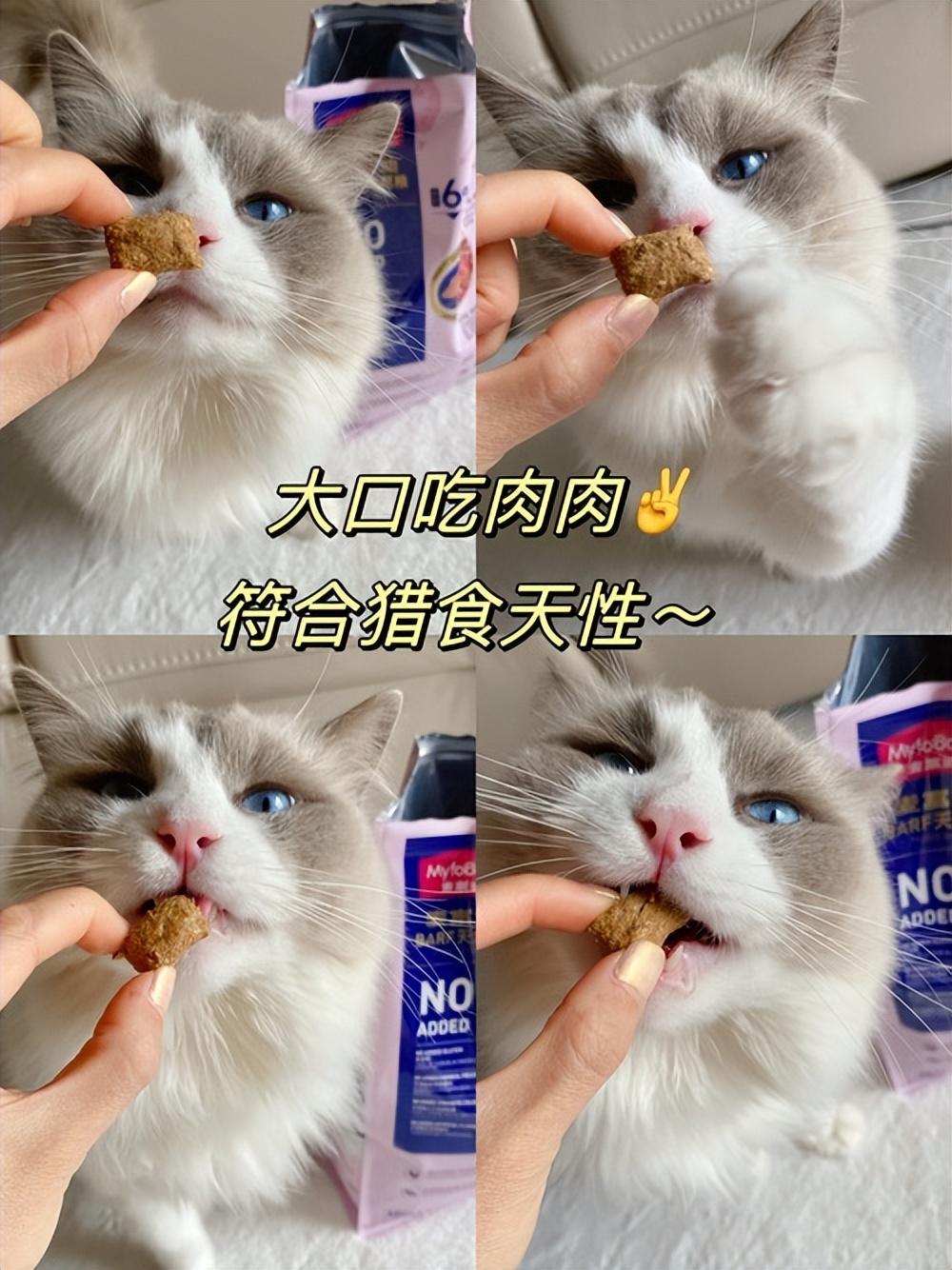 两个月的猫喂多少猫粮（如何根据猫咪体重和年龄合理喂养）