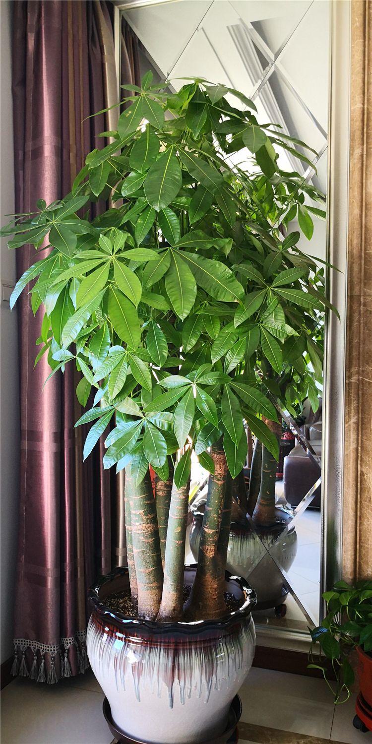 客厅最旺宅的大型植物推荐（九种“旺财”大型的盆栽绿植）