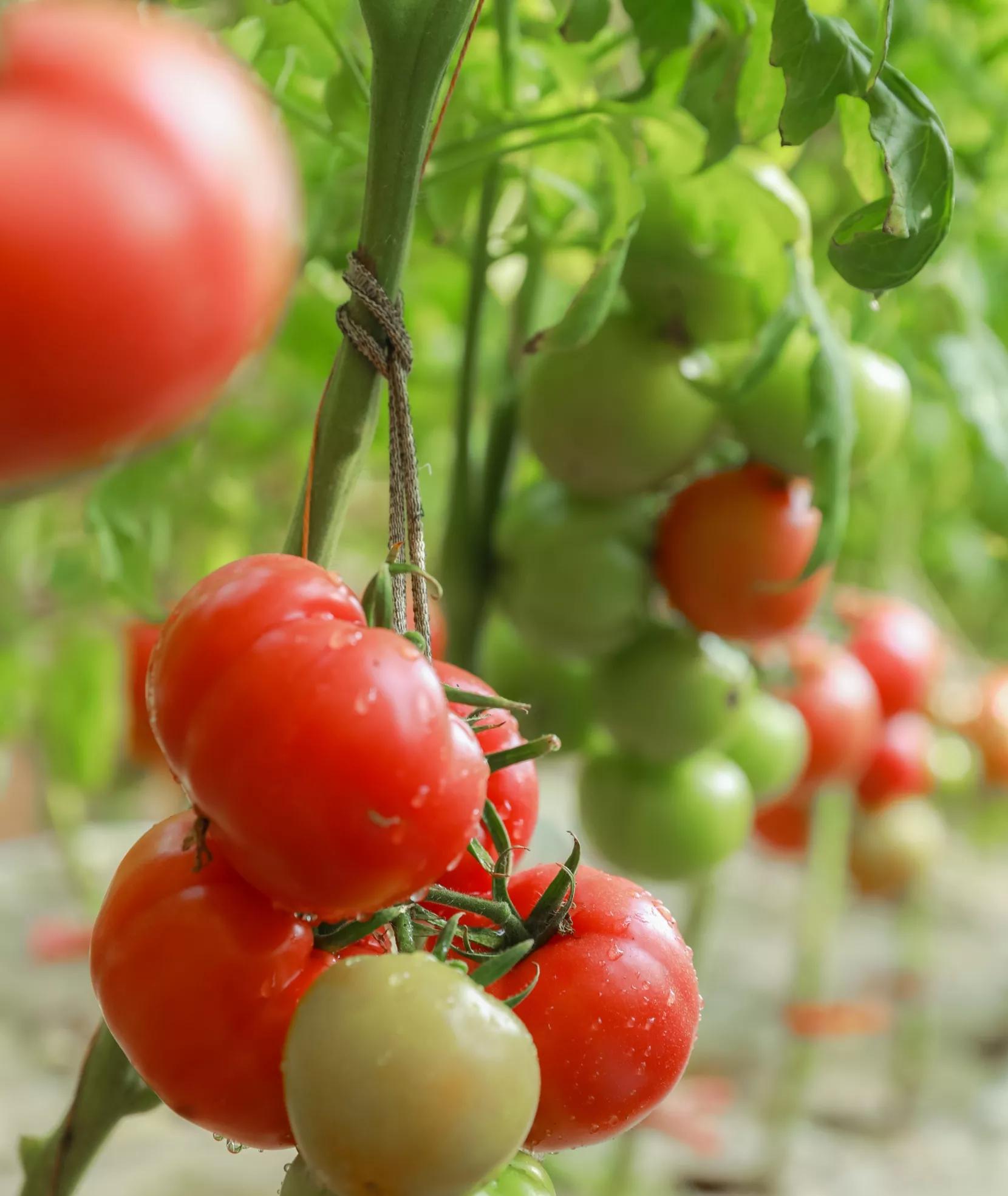 普罗旺斯西红柿和普通西红柿区别(普罗旺斯西红柿与普通西红柿)