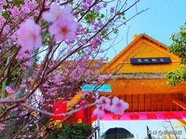 速扩！泉州绝美樱花打卡攻略，花期就在……