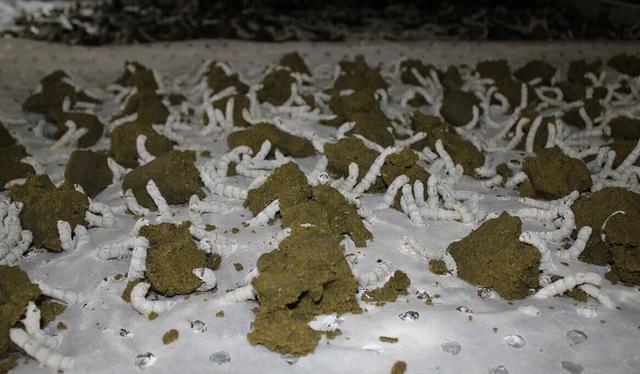 创造与魔法飞龙饲料(创造与魔法什么飞龙饲料最简单)