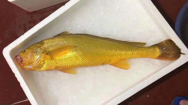 野生大黄鱼2斤以上多少一斤(野生大黄鱼为什么这么贵)