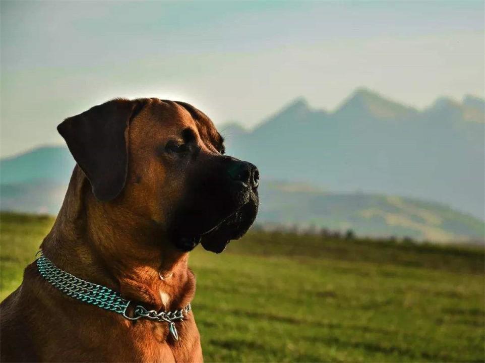 什么狗不可以养（中国十大禁犬盘点）