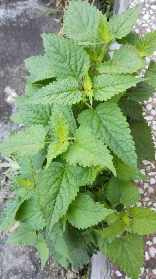 农村100种野菜图片（盘点农村常见野菜图片及名称）